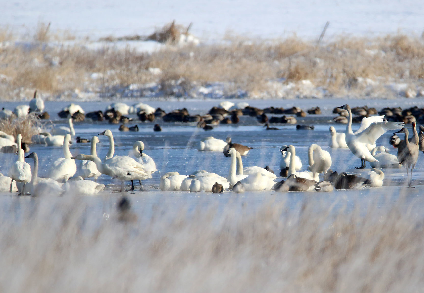 Prairie Chickens